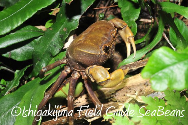 10%e6%9c%882%e6%97%a5%e7%9f%b3%e5%9e%a3%e5%b3%b6%e3%83%8a%e3%82%a4%e3%83%88%e3%83%84%e3%82%a2%e3%83%bc15