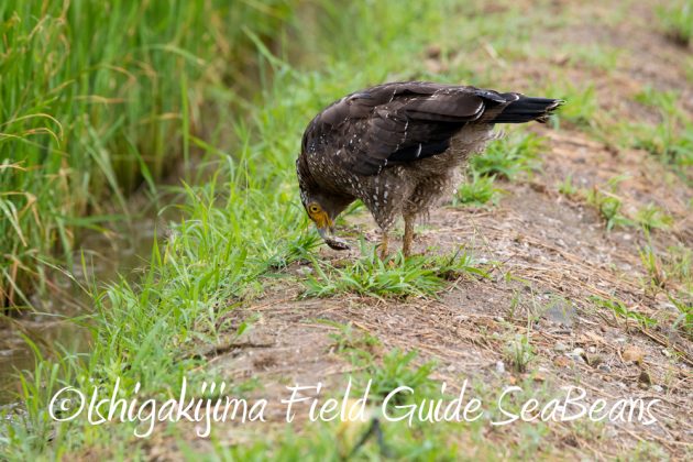 10%e6%9c%886%e6%97%a5%e7%9f%b3%e5%9e%a3%e5%b3%b6%e3%83%90%e3%83%bc%e3%83%89%e3%82%a6%e3%82%aa%e3%83%83%e3%83%81%e3%83%b3%e3%82%b0%ef%bc%86%e9%87%8e%e9%b3%a5%e6%92%ae%e5%bd%b1%e3%82%ac%e3%82%a4