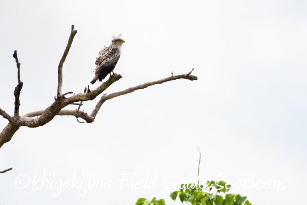 10%e6%9c%8822%e6%97%a5%e7%9f%b3%e5%9e%a3%e5%b3%b6%e3%83%90%e3%83%bc%e3%83%89%e3%82%a6%e3%82%aa%e3%83%83%e3%83%81%e3%83%b3%e3%82%b0%ef%bc%86%e9%87%8e%e9%b3%a5%e6%92%ae%e5%bd%b1%e3%82%ac%e3%82%a4