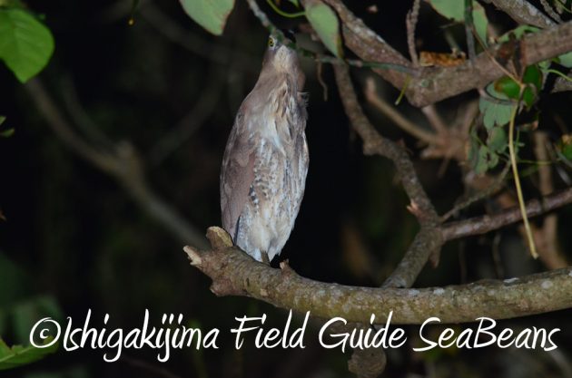 10%e6%9c%882%e6%97%a5%e7%9f%b3%e5%9e%a3%e5%b3%b6%e3%83%8a%e3%82%a4%e3%83%88%e3%83%84%e3%82%a2%e3%83%bc9