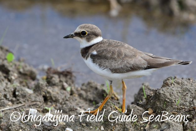 10%e6%9c%8811%e6%97%a5%e7%9f%b3%e5%9e%a3%e5%b3%b6%e3%83%90%e3%83%bc%e3%83%89%e3%82%a6%e3%82%aa%e3%83%83%e3%83%81%e3%83%b3%e3%82%b0%e3%82%ac%e3%82%a4%e3%83%8910