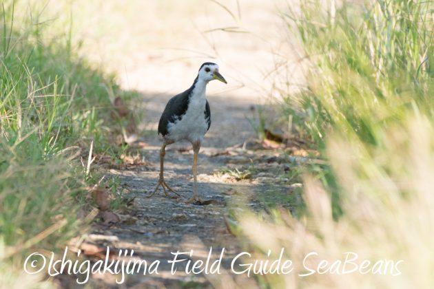 10%e6%9c%8823%e6%97%a5%e7%9f%b3%e5%9e%a3%e5%b3%b6%e3%83%90%e3%83%bc%e3%83%89%e3%82%a6%e3%82%aa%e3%83%83%e3%83%81%e3%83%b3%e3%82%b0%ef%bc%86%e9%87%8e%e9%b3%a5%e6%92%ae%e5%bd%b1%e3%82%ac%e3%82%a4