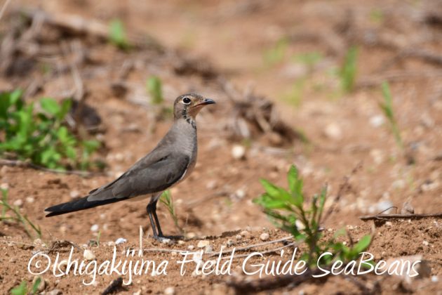 10%e6%9c%883%e6%97%a5%e7%9f%b3%e5%9e%a3%e5%b3%b6%e3%83%90%e3%83%bc%e3%83%89%e3%82%a6%e3%82%aa%e3%83%83%e3%83%81%e3%83%b3%e3%82%b0%ef%bc%86%e9%87%8e%e9%b3%a5%e6%92%ae%e5%bd%b1%e3%82%ac%e3%82%a4