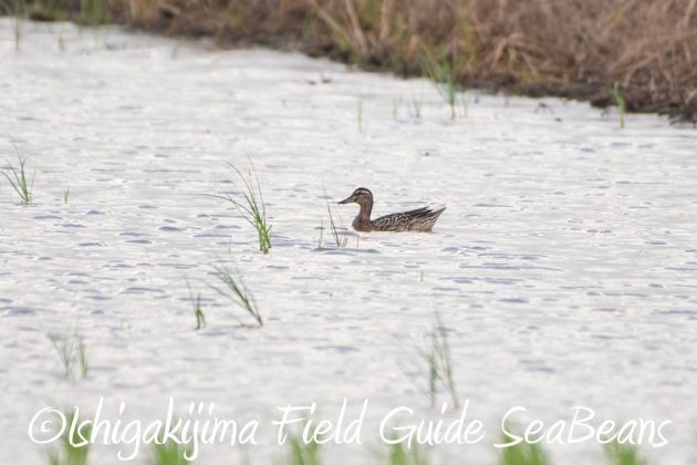 10%e6%9c%886%e6%97%a5%e7%9f%b3%e5%9e%a3%e5%b3%b6%e3%83%90%e3%83%bc%e3%83%89%e3%82%a6%e3%82%aa%e3%83%83%e3%83%81%e3%83%b3%e3%82%b0%ef%bc%86%e9%87%8e%e9%b3%a5%e6%92%ae%e5%bd%b1%e3%82%ac%e3%82%a4