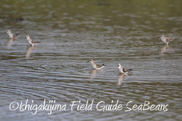 10%e6%9c%8811%e6%97%a5%e7%9f%b3%e5%9e%a3%e5%b3%b6%e3%83%90%e3%83%bc%e3%83%89%e3%82%a6%e3%82%aa%e3%83%83%e3%83%81%e3%83%b3%e3%82%b0%e3%82%ac%e3%82%a4%e3%83%896