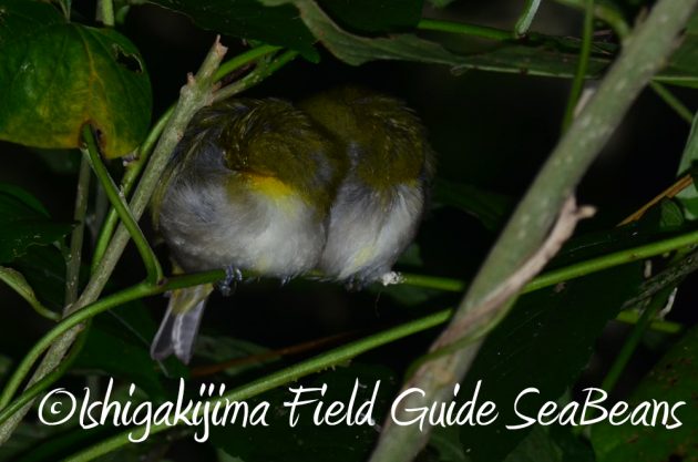 10%e6%9c%8822%e6%97%a5%e7%9f%b3%e5%9e%a3%e5%b3%b6%e3%83%8a%e3%82%a4%e3%83%88%e3%83%84%e3%82%a2%e3%83%bc15