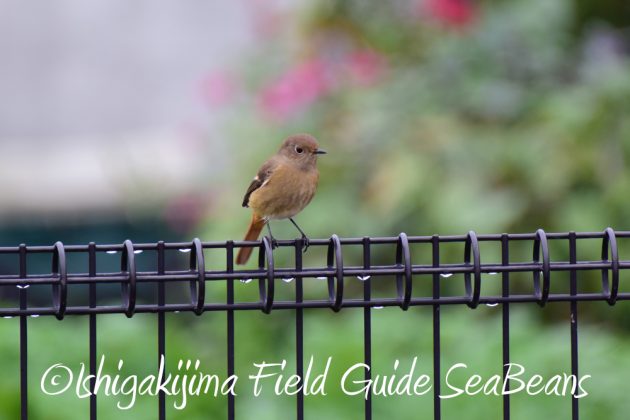 10-28%e5%ba%83%e5%b3%b6%e7%9c%8c%e3%83%90%e3%83%bc%e3%83%89%e3%82%a6%e3%82%aa%e3%83%83%e3%83%81%e3%83%b3%e3%82%b0%ef%bc%86%e9%87%8e%e9%b3%a5%e8%a6%b3%e5%af%9f1