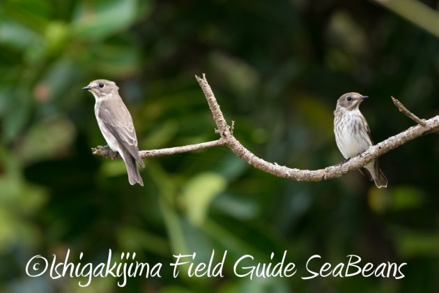 10%e6%9c%888%e6%97%a5%e7%9f%b3%e5%9e%a3%e5%b3%b6%e3%83%90%e3%83%bc%e3%83%89%e3%82%a6%e3%82%aa%e3%83%83%e3%83%81%e3%83%b3%e3%82%b0%ef%bc%86%e9%87%8e%e9%b3%a5%e6%92%ae%e5%bd%b1%e3%82%ac%e3%82%a4