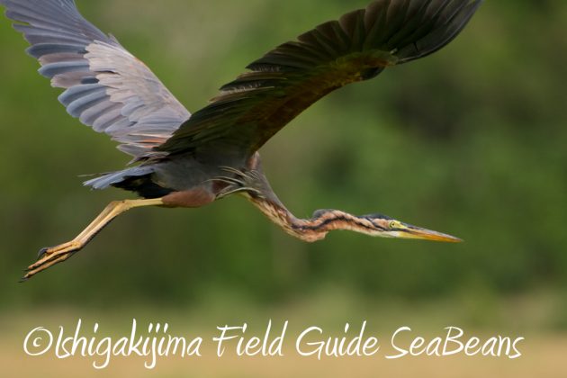 10%e6%9c%8814%e6%97%a5%e7%9f%b3%e5%9e%a3%e5%b3%b6%e3%83%90%e3%83%bc%e3%83%89%e3%82%a6%e3%82%aa%e3%83%83%e3%83%81%e3%83%b3%e3%82%b0%ef%bc%86%e9%87%8e%e9%b3%a5%e6%92%ae%e5%bd%b1%e3%82%ac%e3%82%a4