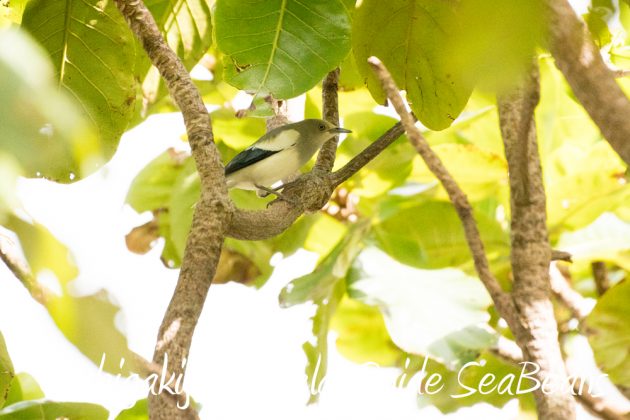 10%e6%9c%8819%e6%97%a5%e3%83%90%e3%83%bc%e3%83%89%e3%82%a6%e3%82%aa%e3%83%83%e3%83%81%e3%83%b3%e3%82%b0%ef%bc%86%e9%87%8e%e9%b3%a5%e6%92%ae%e5%bd%b1%e3%82%ac%e3%82%a4%e3%83%897