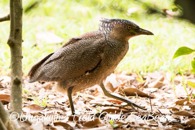 10%e6%9c%8815%e6%97%a5%e7%9f%b3%e5%9e%a3%e5%b3%b6%e3%83%90%e3%83%bc%e3%83%89%e3%82%a6%e3%82%aa%e3%83%83%e3%83%81%e3%83%b3%e3%82%b0%ef%bc%86%e9%87%8e%e9%b3%a5%e6%92%ae%e5%bd%b1%e3%82%ac%e3%82%a4