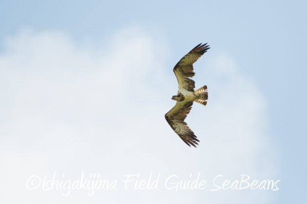 10%e6%9c%8820%e6%97%a5%e9%b3%a5%e7%8d%a3%e4%bf%9d%e8%ad%b7%e5%8c%ba%e5%9f%9f%e5%b7%a1%e5%9b%9e%e8%aa%bf%e6%9f%bb11