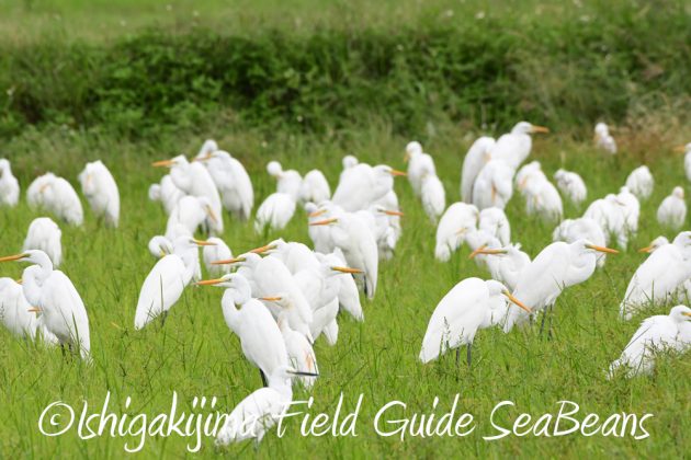 10%e6%9c%887%e6%97%a5%e7%9f%b3%e5%9e%a3%e5%b3%b6%e3%83%90%e3%83%bc%e3%83%89%e3%82%a6%e3%82%aa%e3%83%83%e3%83%81%e3%83%b3%e3%82%b0%ef%bc%86%e9%87%8e%e9%b3%a5%e6%92%ae%e5%bd%b1%e3%82%ac%e3%82%a4