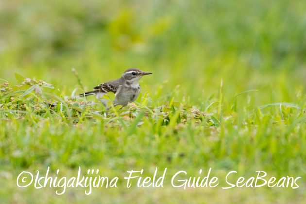 10%e6%9c%8814%e6%97%a5%e7%9f%b3%e5%9e%a3%e5%b3%b6%e3%83%90%e3%83%bc%e3%83%89%e3%82%a6%e3%82%aa%e3%83%83%e3%83%81%e3%83%b3%e3%82%b0%ef%bc%86%e9%87%8e%e9%b3%a5%e6%92%ae%e5%bd%b1%e3%82%ac%e3%82%a4