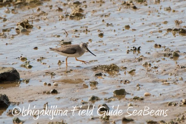 10%e6%9c%8815%e6%97%a5%e7%9f%b3%e5%9e%a3%e5%b3%b6%e3%83%90%e3%83%bc%e3%83%89%e3%82%a6%e3%82%aa%e3%83%83%e3%83%81%e3%83%b3%e3%82%b0%ef%bc%86%e9%87%8e%e9%b3%a5%e6%92%ae%e5%bd%b1%e3%82%ac%e3%82%a4