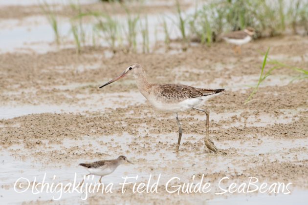 10%e6%9c%887%e6%97%a5%e7%9f%b3%e5%9e%a3%e5%b3%b6%e3%83%90%e3%83%bc%e3%83%89%e3%82%a6%e3%82%aa%e3%83%83%e3%83%81%e3%83%b3%e3%82%b0%ef%bc%86%e9%87%8e%e9%b3%a5%e6%92%ae%e5%bd%b1%e3%82%ac%e3%82%a4