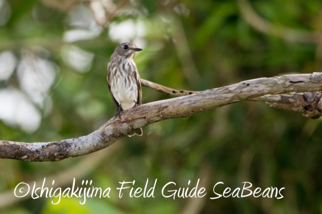 10%e6%9c%8815%e6%97%a5%e7%9f%b3%e5%9e%a3%e5%b3%b6%e3%83%90%e3%83%bc%e3%83%89%e3%82%a6%e3%82%aa%e3%83%83%e3%83%81%e3%83%b3%e3%82%b0%ef%bc%86%e9%87%8e%e9%b3%a5%e6%92%ae%e5%bd%b1%e3%82%ac%e3%82%a4