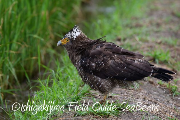 10%e6%9c%886%e6%97%a5%e7%9f%b3%e5%9e%a3%e5%b3%b6%e3%83%90%e3%83%bc%e3%83%89%e3%82%a6%e3%82%aa%e3%83%83%e3%83%81%e3%83%b3%e3%82%b0%ef%bc%86%e9%87%8e%e9%b3%a5%e6%92%ae%e5%bd%b1%e3%82%ac%e3%82%a4