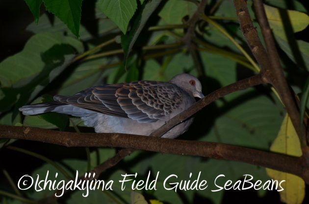 10%e6%9c%8820%e6%97%a5%e3%83%8a%e3%82%a4%e3%83%88%e3%83%84%e3%82%a2%e3%83%bc%e7%9f%b3%e5%9e%a3%e5%b3%b617