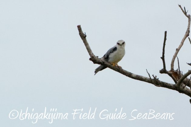 10%e6%9c%888%e6%97%a5%e7%9f%b3%e5%9e%a3%e5%b3%b6%e3%83%90%e3%83%bc%e3%83%89%e3%82%a6%e3%82%aa%e3%83%83%e3%83%81%e3%83%b3%e3%82%b0%ef%bc%86%e9%87%8e%e9%b3%a5%e6%92%ae%e5%bd%b1%e3%82%ac%e3%82%a4