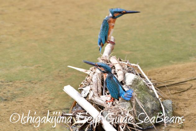 10%e6%9c%8822%e6%97%a5%e7%9f%b3%e5%9e%a3%e5%b3%b6%e3%83%90%e3%83%bc%e3%83%89%e3%82%a6%e3%82%aa%e3%83%83%e3%83%81%e3%83%b3%e3%82%b0%ef%bc%86%e9%87%8e%e9%b3%a5%e6%92%ae%e5%bd%b1%e3%82%ac%e3%82%a4