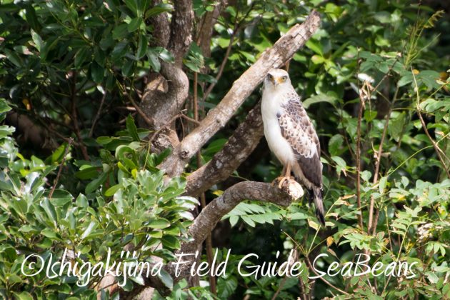 10%e6%9c%883%e6%97%a5%e7%9f%b3%e5%9e%a3%e5%b3%b6%e3%83%90%e3%83%bc%e3%83%89%e3%82%a6%e3%82%aa%e3%83%83%e3%83%81%e3%83%b3%e3%82%b0%ef%bc%86%e9%87%8e%e9%b3%a5%e6%92%ae%e5%bd%b1%e3%82%ac%e3%82%a4