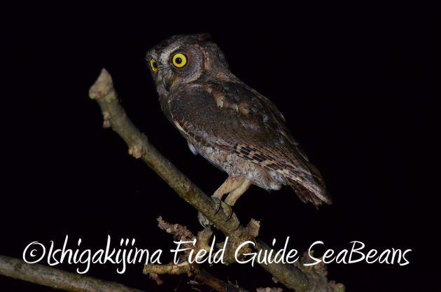 10%e6%9c%881%e6%97%a5%e7%9f%b3%e5%9e%a3%e5%b3%b6%e3%83%8a%e3%82%a4%e3%83%88%e3%83%84%e3%82%a2%e3%83%bc8