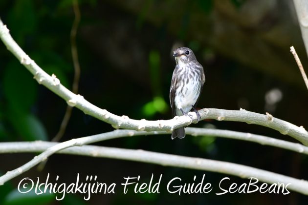 10%e6%9c%8819%e6%97%a5%e3%83%90%e3%83%bc%e3%83%89%e3%82%a6%e3%82%aa%e3%83%83%e3%83%81%e3%83%b3%e3%82%b0%ef%bc%86%e9%87%8e%e9%b3%a5%e6%92%ae%e5%bd%b1%e3%82%ac%e3%82%a4%e3%83%8916