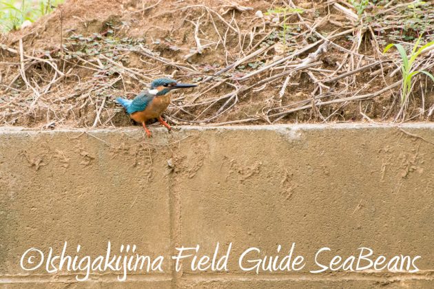 10%e6%9c%889%e6%97%a5%e7%9f%b3%e5%9e%a3%e5%b3%b6%e3%83%90%e3%83%bc%e3%83%89%e3%82%a6%e3%82%aa%e3%83%83%e3%83%81%e3%83%b3%e3%82%b0%ef%bc%86%e9%87%8e%e9%b3%a5%e8%a6%b3%e5%af%9f%e3%82%ac%e3%82%a4