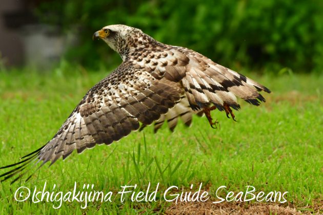 10%e6%9c%8817%e6%97%a5%e7%9f%b3%e5%9e%a3%e5%b3%b6%e3%83%90%e3%83%bc%e3%83%89%e3%82%a6%e3%82%aa%e3%83%83%e3%83%81%e3%83%b3%e3%82%b0%e3%82%ac%e3%82%a4%e3%83%8910