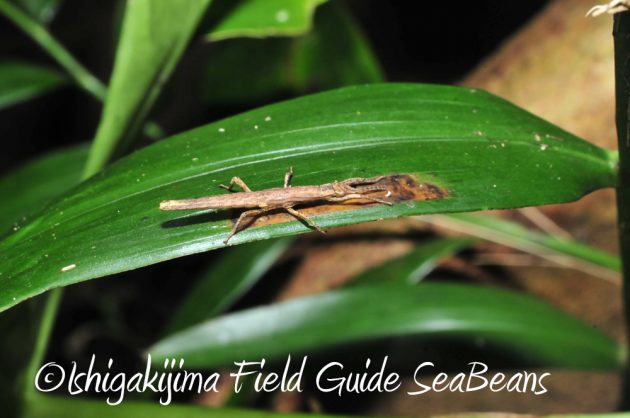 10%e6%9c%8821%e6%97%a5%e7%9f%b3%e5%9e%a3%e5%b3%b6%e3%83%8a%e3%82%a4%e3%83%88%e3%83%84%e3%82%a2%e3%83%bc11