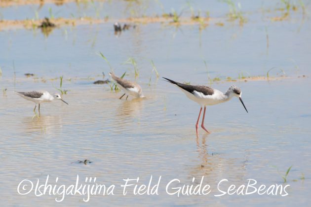 10-2%e7%9f%b3%e5%9e%a3%e5%b3%b6%e3%83%90%e3%83%bc%e3%83%89%e3%82%a6%e3%82%aa%e3%83%83%e3%83%81%e3%83%b3%e3%82%b0%ef%bc%86%e9%87%8e%e9%b3%a5%e6%92%ae%e5%bd%b1%e3%82%ac%e3%82%a4%e3%83%896