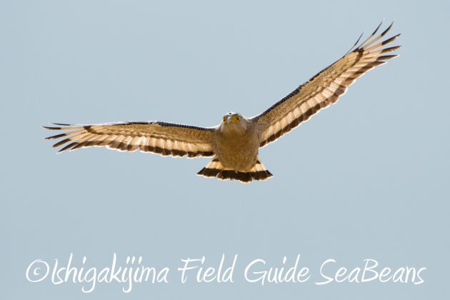 10%e6%9c%8823%e6%97%a5%e7%9f%b3%e5%9e%a3%e5%b3%b6%e3%83%90%e3%83%bc%e3%83%89%e3%82%a6%e3%82%aa%e3%83%83%e3%83%81%e3%83%b3%e3%82%b0%ef%bc%86%e9%87%8e%e9%b3%a5%e6%92%ae%e5%bd%b1%e3%82%ac%e3%82%a4