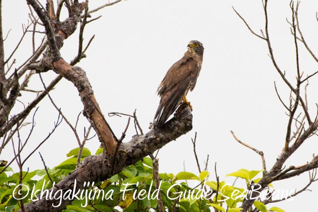 10%e6%9c%8823%e6%97%a5%e7%9f%b3%e5%9e%a3%e5%b3%b6%e3%83%90%e3%83%bc%e3%83%89%e3%82%a6%e3%82%aa%e3%83%83%e3%83%81%e3%83%b3%e3%82%b0%ef%bc%86%e9%87%8e%e9%b3%a5%e6%92%ae%e5%bd%b1%e3%82%ac%e3%82%a4