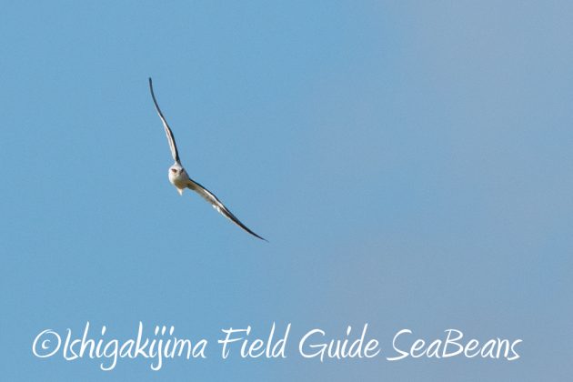 10%e6%9c%8825%e6%97%a5%e7%9f%b3%e5%9e%a3%e5%b3%b6%e3%83%90%e3%83%bc%e3%83%89%e3%82%a6%e3%82%aa%e3%83%83%e3%83%81%e3%83%b3%e3%82%b0%ef%bc%86%e9%87%8e%e9%b3%a5%e6%92%ae%e5%bd%b18