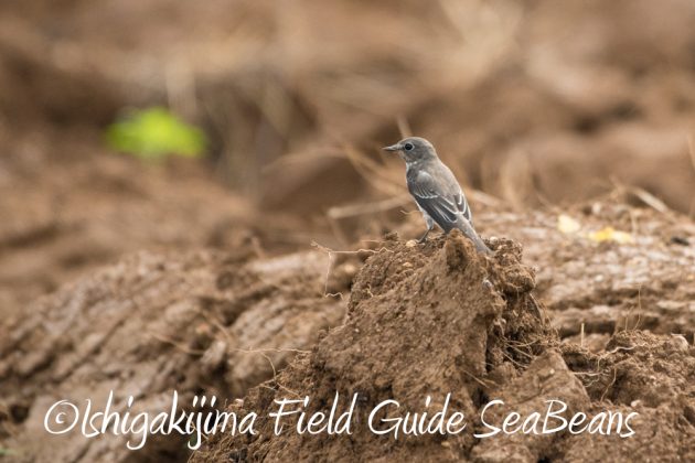 10%e6%9c%889%e6%97%a5%e7%9f%b3%e5%9e%a3%e5%b3%b6%e3%83%90%e3%83%bc%e3%83%89%e3%82%a6%e3%82%aa%e3%83%83%e3%83%81%e3%83%b3%e3%82%b0%ef%bc%86%e9%87%8e%e9%b3%a5%e8%a6%b3%e5%af%9f%e3%82%ac%e3%82%a4