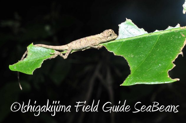 10%e6%9c%881%e6%97%a5%e7%9f%b3%e5%9e%a3%e5%b3%b6%e3%83%8a%e3%82%a4%e3%83%88%e3%83%84%e3%82%a2%e3%83%bc20