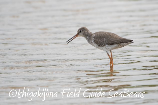 10%e6%9c%8814%e6%97%a5%e7%9f%b3%e5%9e%a3%e5%b3%b6%e3%83%90%e3%83%bc%e3%83%89%e3%82%a6%e3%82%aa%e3%83%83%e3%83%81%e3%83%b3%e3%82%b0%ef%bc%86%e9%87%8e%e9%b3%a5%e6%92%ae%e5%bd%b1%e3%82%ac%e3%82%a4