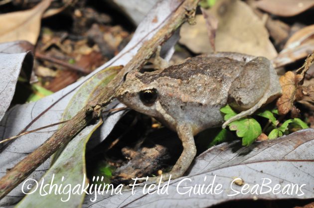 10%e6%9c%881%e6%97%a5%e7%9f%b3%e5%9e%a3%e5%b3%b6%e3%83%8a%e3%82%a4%e3%83%88%e3%83%84%e3%82%a2%e3%83%bc10