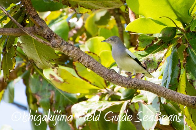 10%e6%9c%8821%e6%97%a5%e7%9f%b3%e5%9e%a3%e5%b3%b6%e3%83%90%e3%83%bc%e3%83%89%e3%82%a6%e3%82%aa%e3%83%83%e3%83%81%e3%83%b3%e3%82%b0%ef%bc%86%e9%87%8e%e9%b3%a5%e6%92%ae%e5%bd%b1%e3%82%ac%e3%82%a4