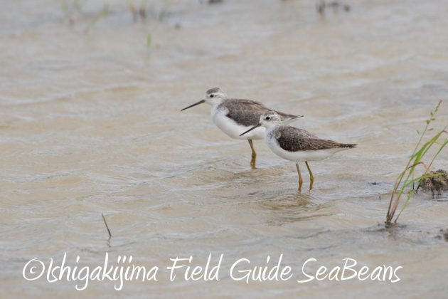 10%e6%9c%883%e6%97%a5%e7%9f%b3%e5%9e%a3%e5%b3%b6%e3%83%90%e3%83%bc%e3%83%89%e3%82%a6%e3%82%aa%e3%83%83%e3%83%81%e3%83%b3%e3%82%b0%ef%bc%86%e9%87%8e%e9%b3%a5%e6%92%ae%e5%bd%b1%e3%82%ac%e3%82%a4