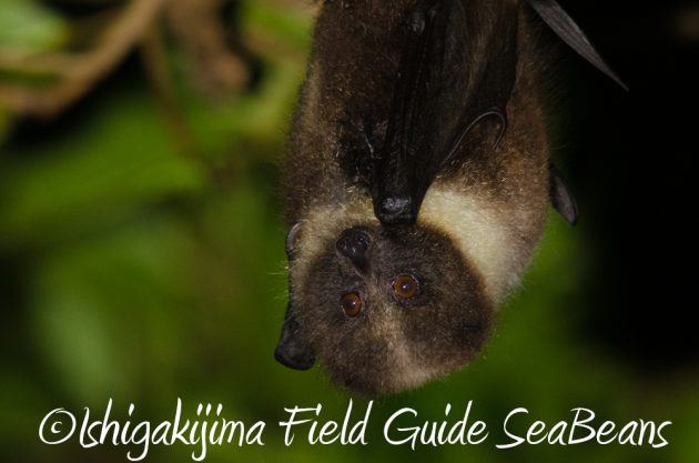 10%e6%9c%8821%e6%97%a5%e7%9f%b3%e5%9e%a3%e5%b3%b6%e3%83%8a%e3%82%a4%e3%83%88%e3%83%84%e3%82%a2%e3%83%bc16