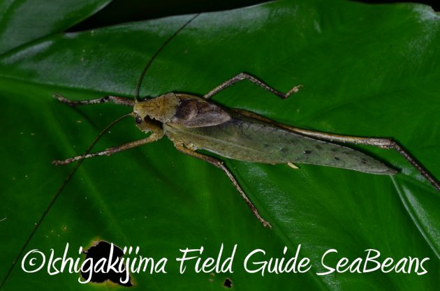 10%e6%9c%8830%e6%97%a5%e7%9f%b3%e5%9e%a3%e5%b3%b6%e3%83%8a%e3%82%a4%e3%83%88%e3%83%84%e3%82%a2%e3%83%bc13