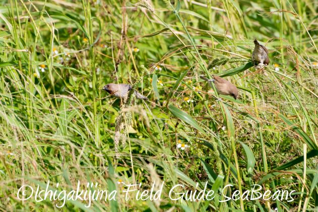 10-2%e7%9f%b3%e5%9e%a3%e5%b3%b6%e3%83%90%e3%83%bc%e3%83%89%e3%82%a6%e3%82%aa%e3%83%83%e3%83%81%e3%83%b3%e3%82%b0%ef%bc%86%e9%87%8e%e9%b3%a5%e6%92%ae%e5%bd%b1%e3%82%ac%e3%82%a4%e3%83%897