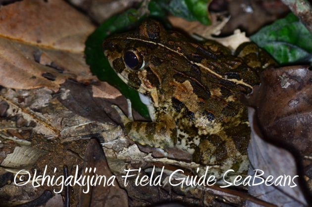 10%e6%9c%8822%e6%97%a5%e7%9f%b3%e5%9e%a3%e5%b3%b6%e3%83%8a%e3%82%a4%e3%83%88%e3%83%84%e3%82%a2%e3%83%bc7