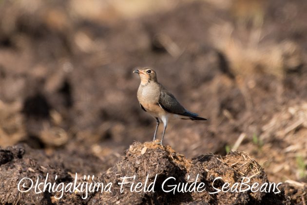 10%e6%9c%881%e6%97%a5%e7%9f%b3%e5%9e%a3%e5%b3%b6%e3%81%ae%e6%b8%a1%e3%82%8a%e9%b3%a53