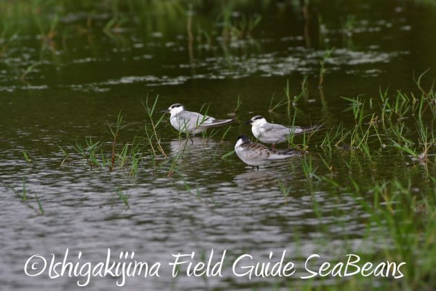 10%e6%9c%8819%e6%97%a5%e3%83%90%e3%83%bc%e3%83%89%e3%82%a6%e3%82%aa%e3%83%83%e3%83%81%e3%83%b3%e3%82%b0%ef%bc%86%e9%87%8e%e9%b3%a5%e6%92%ae%e5%bd%b1%e3%82%ac%e3%82%a4%e3%83%893