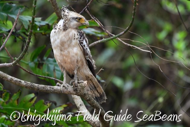 10%e6%9c%887%e6%97%a5%e7%9f%b3%e5%9e%a3%e5%b3%b6%e3%83%90%e3%83%bc%e3%83%89%e3%82%a6%e3%82%aa%e3%83%83%e3%83%81%e3%83%b3%e3%82%b0%ef%bc%86%e9%87%8e%e9%b3%a5%e6%92%ae%e5%bd%b1%e3%82%ac%e3%82%a4