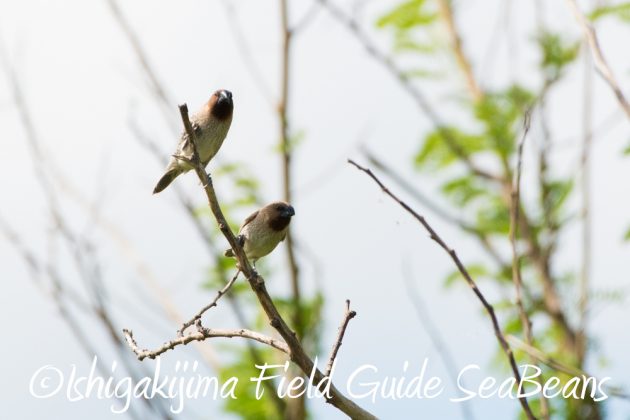 10%e6%9c%8819%e6%97%a5%e3%83%90%e3%83%bc%e3%83%89%e3%82%a6%e3%82%aa%e3%83%83%e3%83%81%e3%83%b3%e3%82%b0%ef%bc%86%e9%87%8e%e9%b3%a5%e6%92%ae%e5%bd%b1%e3%82%ac%e3%82%a4%e3%83%8915