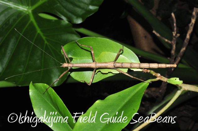 10%e6%9c%8830%e6%97%a5%e7%9f%b3%e5%9e%a3%e5%b3%b6%e3%83%8a%e3%82%a4%e3%83%88%e3%83%84%e3%82%a2%e3%83%bc7